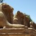 2007_egypttrip005